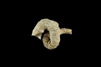 藏品(大蛇螺 )的圖片